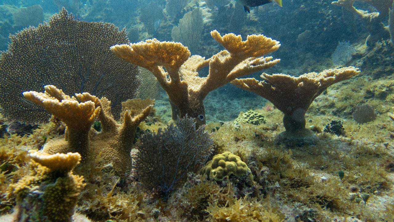 4. Restauración de arrecifes en Cozumel (México)
