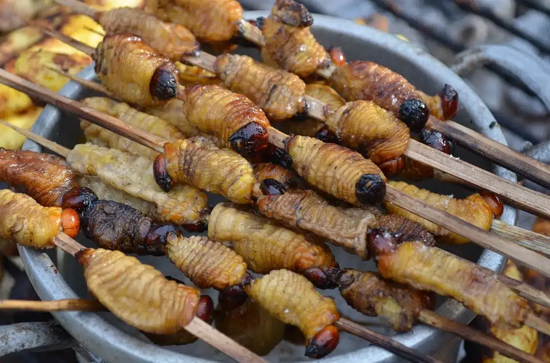 6. Suri (Perú): Larvas de palmera
